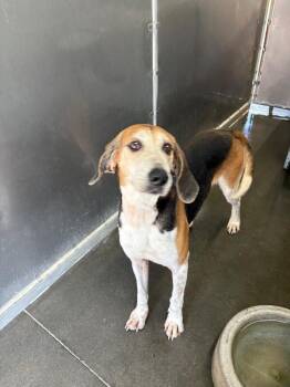 Treeing Walker Coonhound Dogs Available for Adoption - Batman | PetCurious
