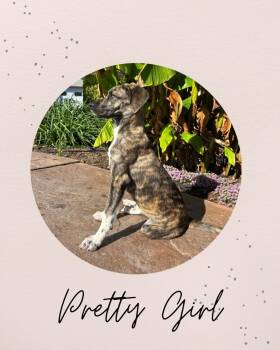 PRETTY GIRL -  Shepherd Dog for Adoption in Coquitlam, British Columbia - PRETTY GIRL | PetCurious