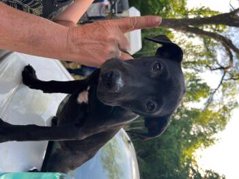 Labrador Retriever Dogs Available for Adoption in Zimmerman, Minnesota - Desi | PetCurious