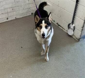 MORTY -  Siberian Husky and German Shepherd Dog Dog for Adoption in San Bernardino, California - MORTY | PetCurious