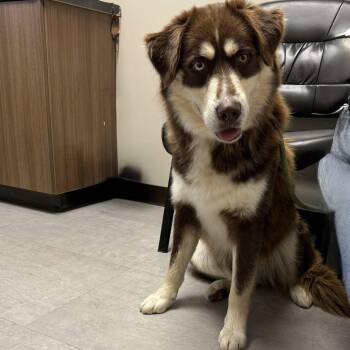 Rescue Husky Dogs for Adoption in Cadiz, Ohio - BEAU | PetCurious