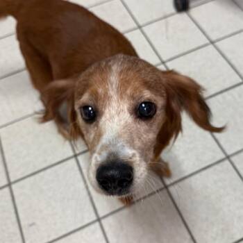 Tippy Toes -  Mixed Breed Dog for Adoption in Charleston, West Virginia - Tippy Toes | PetCurious