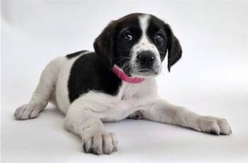 BLAZE -  Terrier Dog for Adoption in Brentwood, Missouri - BLAZE | PetCurious