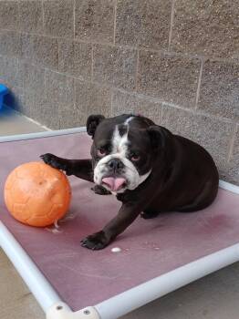 Axle -  English Bulldog Dog for Adoption in Kalamazoo, Michigan - Axle | PetCurious