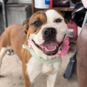 Rescue American Staffordshire Terrier Dogs for Adoption in Houston, Texas - Chocolate | PetCurious