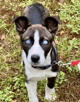 Mixed Breed Dogs Available for Adoption in Mount Pleasant, South Carolina - Sushi  | PetCurious