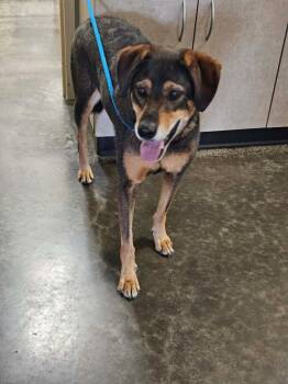 Found stray: Rory -  Shepherd and Doberman Pinscher Dog for Adoption in Rockwall, Texas - Found Stray: Rory | PetCurious