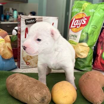 Spud -  Mixed Breed Dog for Adoption in Tacoma, Washington - Spud | PetCurious