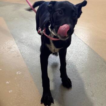 J-Lo(black w/paws) -  Mixed Breed Dog for Adoption in Winston-salem, North Carolina - J-Lo(black W/paws) | PetCurious
