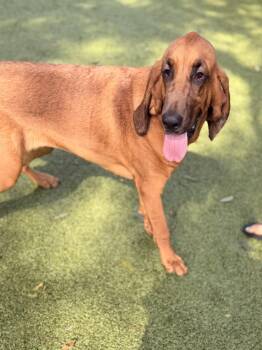 Dixie -  Bloodhound Dog for Adoption in Hilton Head Island, South Carolina - Dixie | PetCurious