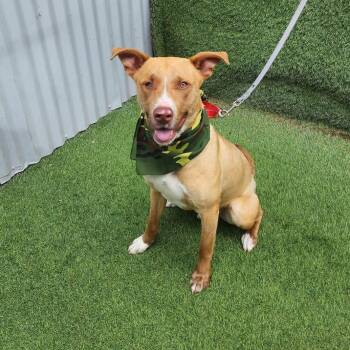 Terrier Dogs Available for Adoption in Oak Point, Texas - Waylon | PetCurious