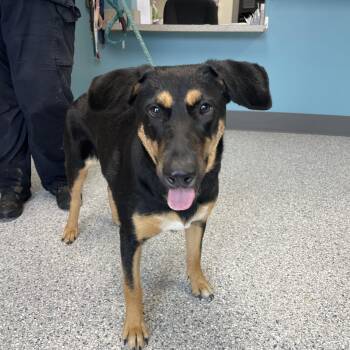 Blair -  Doberman Pinscher and Shepherd Dog for Adoption in Kansas City, Missouri - Blair | PetCurious