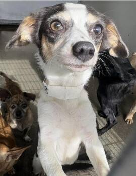 Rescue Chihuahua and Beagle Dogs for Adoption in El Segundo, California - IZZY | PetCurious