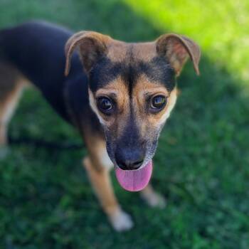 Rook -  Terrier Dog for Adoption in Chico, California - Rook | PetCurious