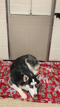ELLOISE -  Siberian Husky and Mixed Breed Dog for Adoption in Albuquerque, New Mexico - ELLOISE | PetCurious