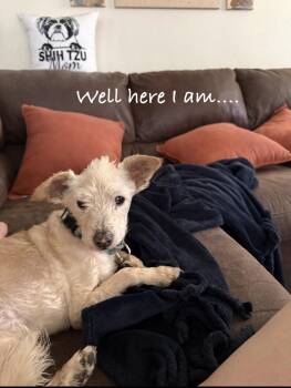 Milo -  Maltese Dog for Adoption in Las Vegas, Nevada - Milo | PetCurious