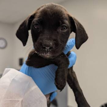 Gorou -  Mixed Breed Dog for Adoption in Greenville, South Carolina - Gorou | PetCurious