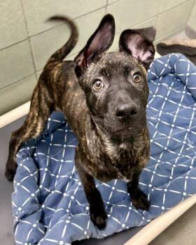 Pit Bull Terrier Dogs Available for Adoption - Webkinz | PetCurious