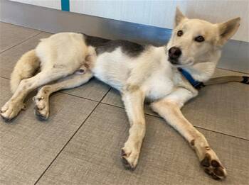 Rescue German Shepherd Dog and Siberian Husky Dogs for Adoption in Rancho Cucamonga, California - HUNTER | PetCurious