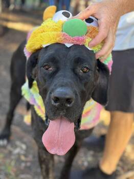 Rescue Great Dane Dogs for Adoption in Pensacola, Florida - Kendall | PetCurious