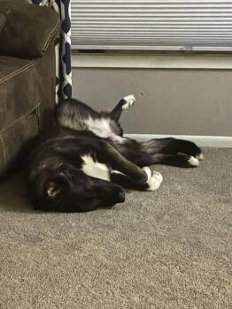 Labrador Retriever Dogs Available for Adoption - Ivy | PetCurious