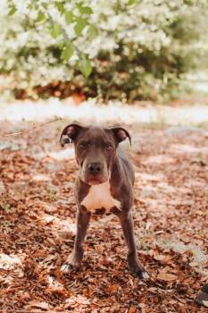 93363a Hippopotamus -  American Staffordshire Terrier and Mixed Breed Dog for Adoption in North Charleston, South Carolina - 93363a Hippopotamus | PetCurious