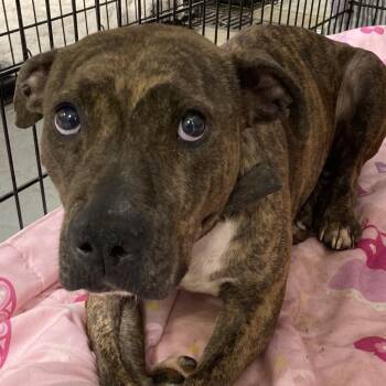 Rescue Mixed Breed Dogs for Adoption in Philadelphia, Pennsylvania - Doctor Beef | PetCurious