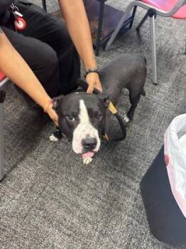 Phil -  Mixed Breed Dog for Adoption in West Chester, Pennsylvania - Phil | PetCurious