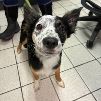 Ziggy -  Mixed Breed Dog for Adoption in Charleston, West Virginia - Ziggy | PetCurious