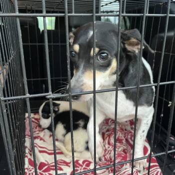 Mom -  Rat Terrier and Chihuahua Dog for Adoption in Hohenwald, Tennessee - Mom | PetCurious