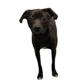 Tar--Needs Foster Home -  Terrier Dog for Adoption in Red Bluff, California - Tar--Needs Foster Home | PetCurious
