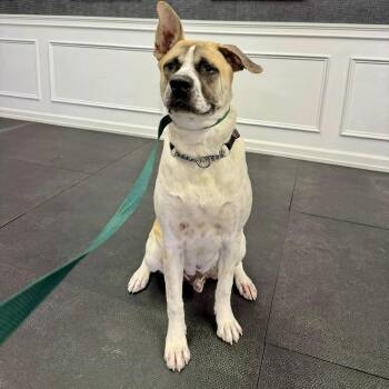 Pixel Rocky -  Mixed Breed Dog for Adoption in New York, New York - Pixel Rocky | PetCurious
