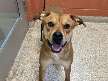 PRECIOUS -  Rottweiler and Mixed Breed Dog for Adoption in Pueblo, Colorado - PRECIOUS | PetCurious