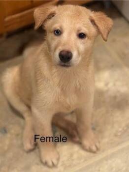 White Pepper -  Husky and Labrador Retriever Dog for Adoption in Evansville, Indiana - White Pepper | PetCurious