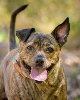 Diana -  Pit Bull Terrier Dog for Adoption in New Hope, Pennsylvania - Diana | PetCurious