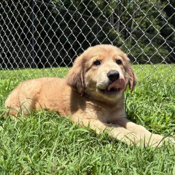 (Found) Nash -  Labrador Retriever and Great Pyrenees Dog for Adoption in Cabot, Arkansas - (Found) Nash | PetCurious
