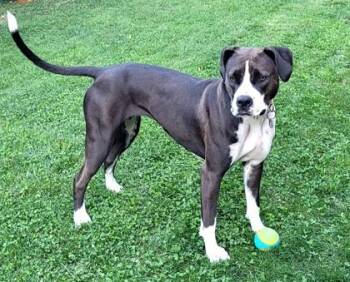 Mixed Breed Dogs Available for Adoption in Montreal, Quebec - Kimber | PetCurious