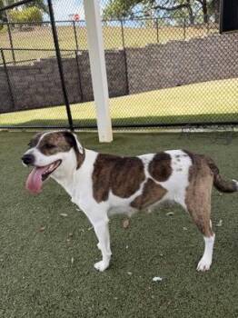 American Staffordshire Terrier and Mixed Breed Dogs Available for Adoption in Daphne, Alabama - Virginia | PetCurious