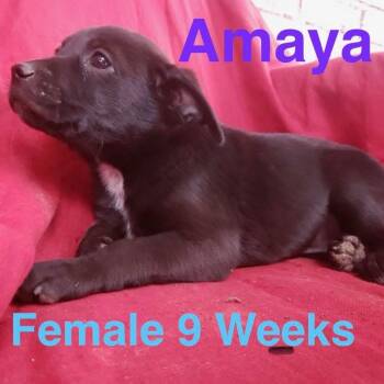 Amaya -  Australian Cattle Dog Blue Heeler Dog for Adoption in Houston, Texas - Amaya | PetCurious