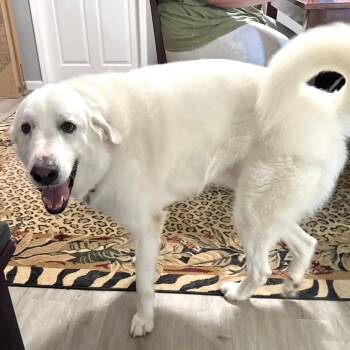 Murphy -s -  Great Pyrenees and Golden Retriever Dog for Adoption in Sequatchie, Tennessee - Murphy -s | PetCurious