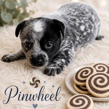 Pinwheel -  Mixed Breed Dog for Adoption in Olathe, Kansas - Pinwheel | PetCurious