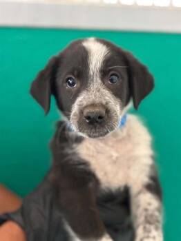 A255584 -  Border Collie and Pit Bull Terrier Dog for Adoption in Visalia, California - A255584 | PetCurious