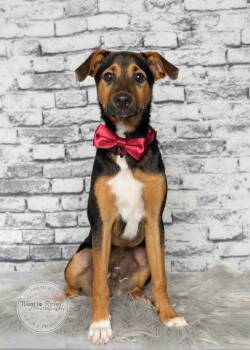 Bennie - 30lbs 9 months old -  Chihuahua and Parson Russell Terrier Dog for Adoption in Tuscaloosa, Alabama - Bennie - 30lbs 9 Months Old | PetCurious
