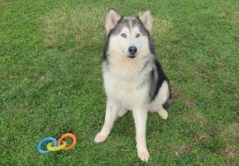 Odie -  Siberian Husky Dog for Adoption in Elizabeth, Illinois - Odie | PetCurious