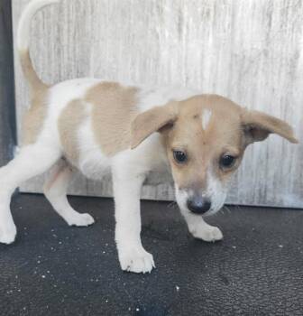 SPOT -  Shepherd and Mixed Breed Dog for Adoption in San Antonio, Texas - SPOT | PetCurious