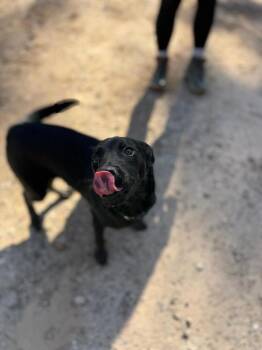 Mixed Breed Dogs Available for Adoption - Louie (AVAILABLE 3/16) | PetCurious