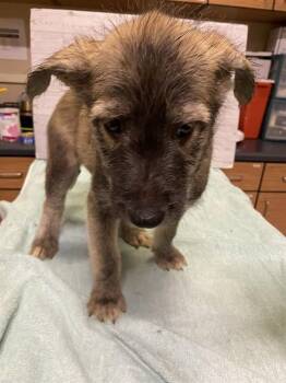 SETH -  German Shepherd Dog Dog for Adoption in Modesto, California - SETH | PetCurious