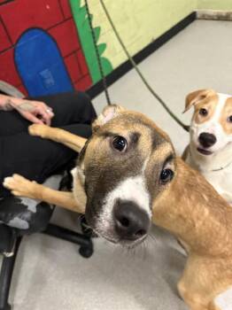 Pit Bull Terrier Dogs Available for Adoption in Indianapolis, Indiana - CORNBREAD | PetCurious