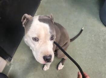 BLUEBERRY -  Pit Bull Terrier and Mixed Breed Dog for Adoption in Santa Fe, New Mexico - BLUEBERRY | PetCurious