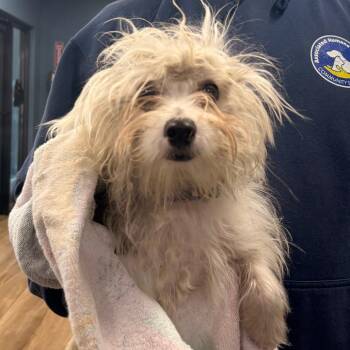 Tallulah -  Mixed Breed Dog for Adoption in Newark, New Jersey - Tallulah | PetCurious